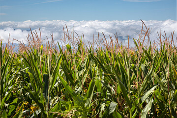 Fototapeta na wymiar Corn field and sky with beautiful clouds / Corn field