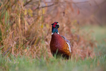 Bażant zwyczajny (Phasianus colchicus)