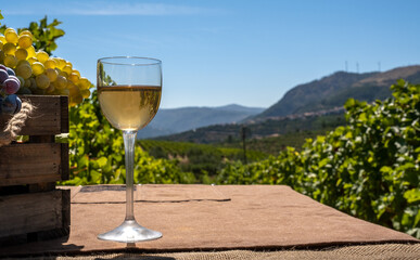 Basket with grape bunches in the vineyard with a wine glass