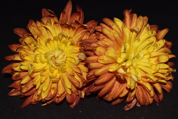yellow chrysanthemum flower