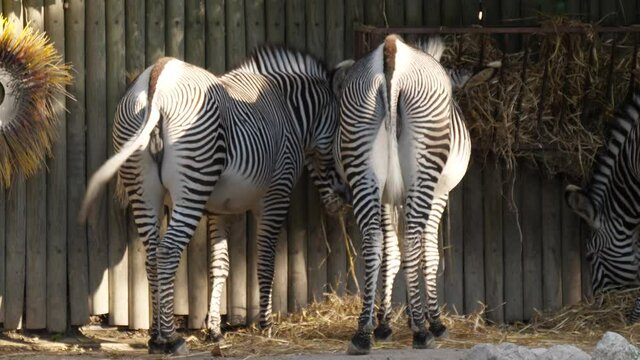 common zebra in zoo 4k