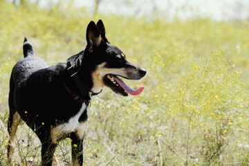 Black and tan pet dog on sunny day in park field, adopted mutt concept.