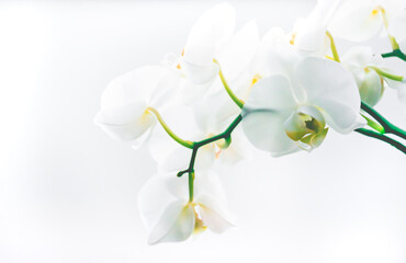 Fototapeta premium Orchid's flower white light background.