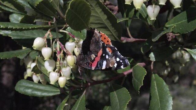 Macro footage in 4k of butterfly Cynthia cardui also called painted lady a strong lepidoptera migratory eats bloom nectar of Arbutus tree