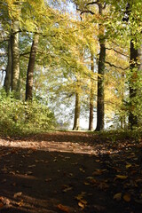 autumn in the woods