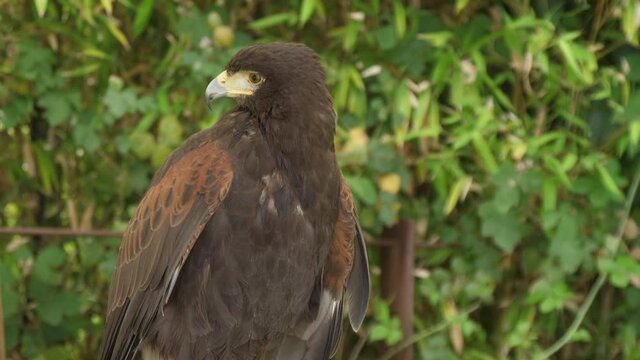 brown eagle in nature 4k