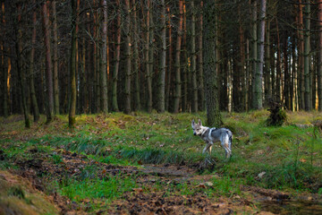 Obraz na płótnie Canvas Młody pies w jesiennym lesie