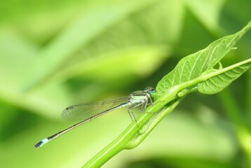 Dragonfly