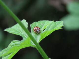 Lady bug