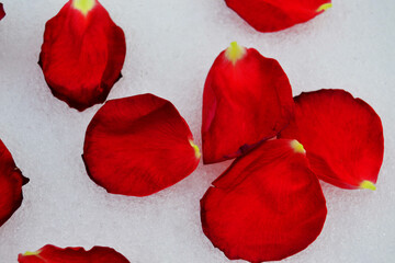 Bright red rose petals on white snow