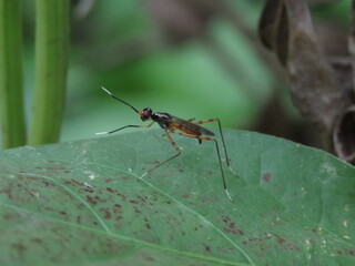 Insect