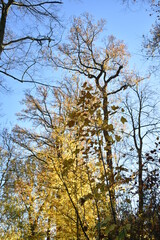 trees in autumn