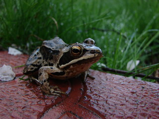 frog in the garden after rain