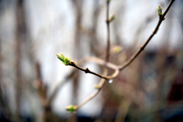 Branches and buds of lilacs in the spring fog