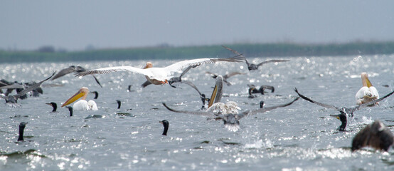 Fototapeta premium Nice chaos on the Danube