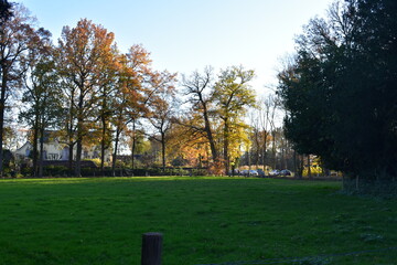 autumn in the park
