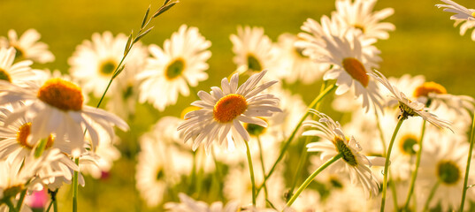Branches of fresh chamomile. Matricaria chamomilla blooming.  Wedding card, birthday card. Space...