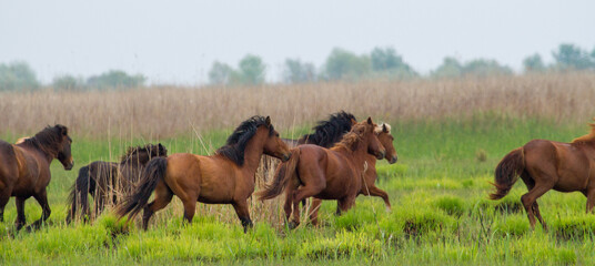 Wild horses in the Danube Delta, Romania