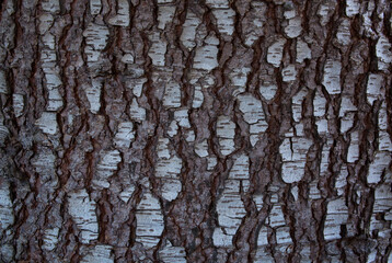 Detailed closeup of cedar tree bark
