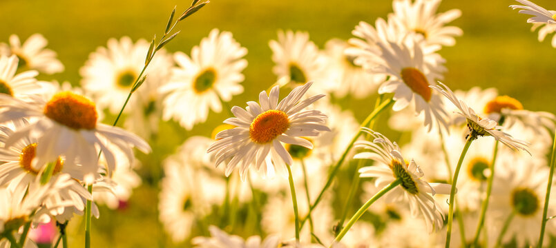 Branches of fresh chamomile. Matricaria chamomilla blooming.  Wedding card, birthday card. Space for text