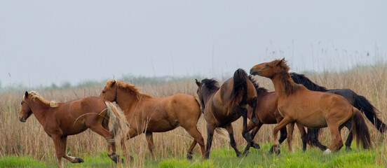 Wilde Pferde im Danaudelta, Rumänien