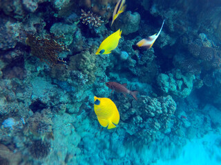 Naklejka na ściany i meble ropical coral reef. Ecosystem and environment. Egypt. Near Sharm El Sheikh