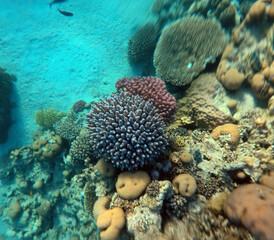 Naklejka na ściany i meble ropical coral reef. Ecosystem and environment. Egypt. Near Sharm El Sheikh