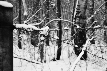 Barbed iron wire under the snow in the forest