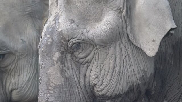Zwei Indische Elefanten in Zeitlupe: Nahaufnahmen von Kopf, R&uuml;ssel, Ohr, mehrere Szenen (Elephas maximus)
