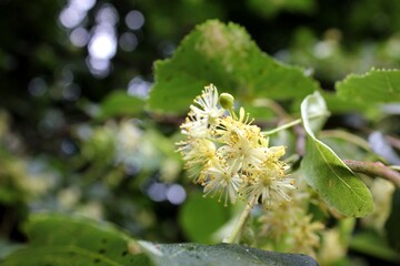 Fototapeta premium Linden flowers with blurred foliage background.