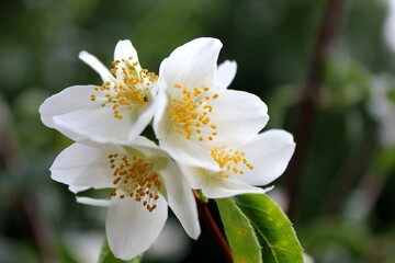 Obraz na płótnie Canvas Jasmine flowers close-up with blurred background.