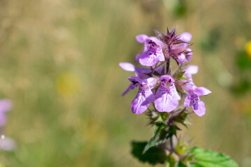 Natural background. Beautiful Purple Wild flower in the Sun