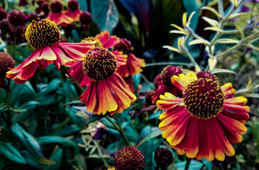 Three red and yellow Flowers in a garden, Jardin des plantes, Paris