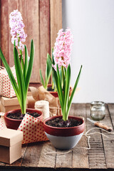 Potted hyacinths.