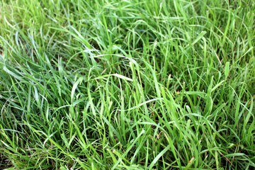 Green grass