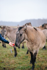 Feeding Przewalski's horse Dzungarian,  gray wild horse eating apple. Beautiful Mongolian horse on field