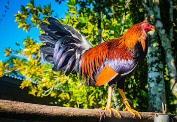 Hermoso gallo de pelea con plumas coloridas en una mañana soleada de algún lugar del campo en Panamá 