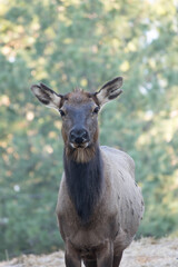 Cow elk in captivity. 