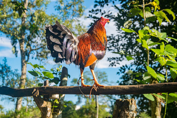 Hermoso gallo de pelea con plumas coloridas en una mañana soleada de algún lugar del campo en Panamá 