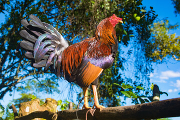 Hermoso gallo de pelea con plumas coloridas en una mañana soleada de algún lugar del campo en Panamá 