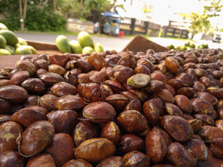 Jengkol or Jering is a species of flowering tree in the pea family, Fabaceae. It is native to Southeast Asia, where the seeds are a popular dish. They are mainly consumed in Thailand, Malaysia, Myanma