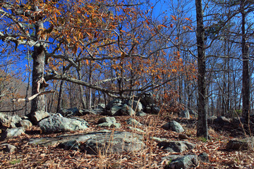 Woodland of Kennesaw Mountain in the near of Atlanta at the end of November. Almost all foliage has gone and the pure trees are waiting in a brilliant blue sky waiting for the next spring. 