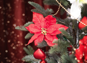 Red Christmas star, blooming poinsettia, milkweed, on the Christmas tree-a symbol of prosperity and comfort in the house. The concept of new year and Christmas.