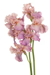 Foto op Aluminium iris flower isolated © _Vilor