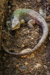 Ocellated lizard (Timon Lepidus) male, European and North African reptile, green, brown and with blue ocelli on its side.