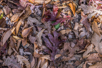 Variety of autumn leaves on the ground