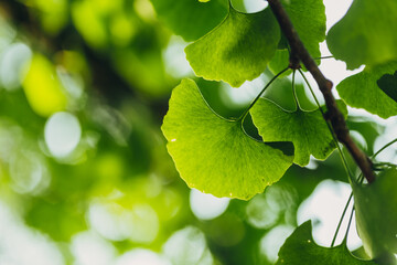 Close-up brightly wet green leaves of Ginkgo tree (Ginkgo biloba), known as ginkgo or gingko in...
