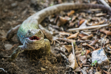 Ocellated lizard (Timon Lepidus) male, European and North African reptile, green, brown and with blue ocelli on its side.