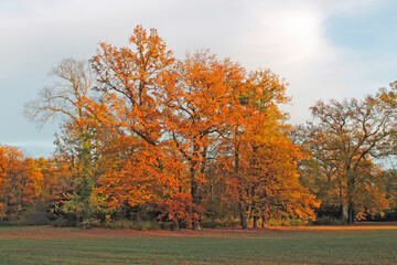 Bunte Herbstzeit im Neuen Garten Potsdam