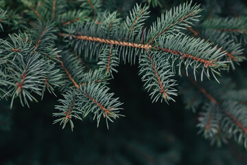 Fluffy branches of a fir-tree. Christmas wallpaper or postcard concept.